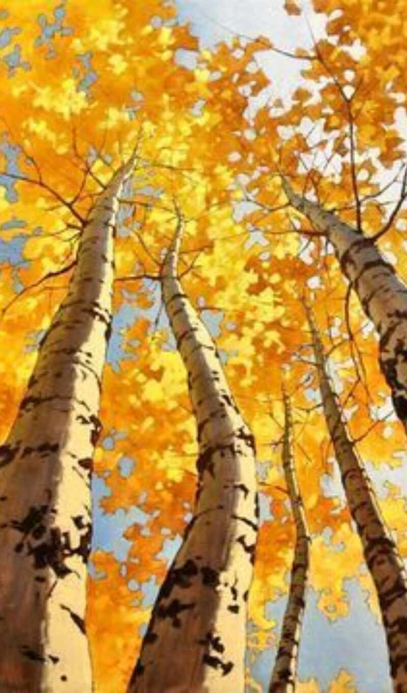 autumn, birch tree