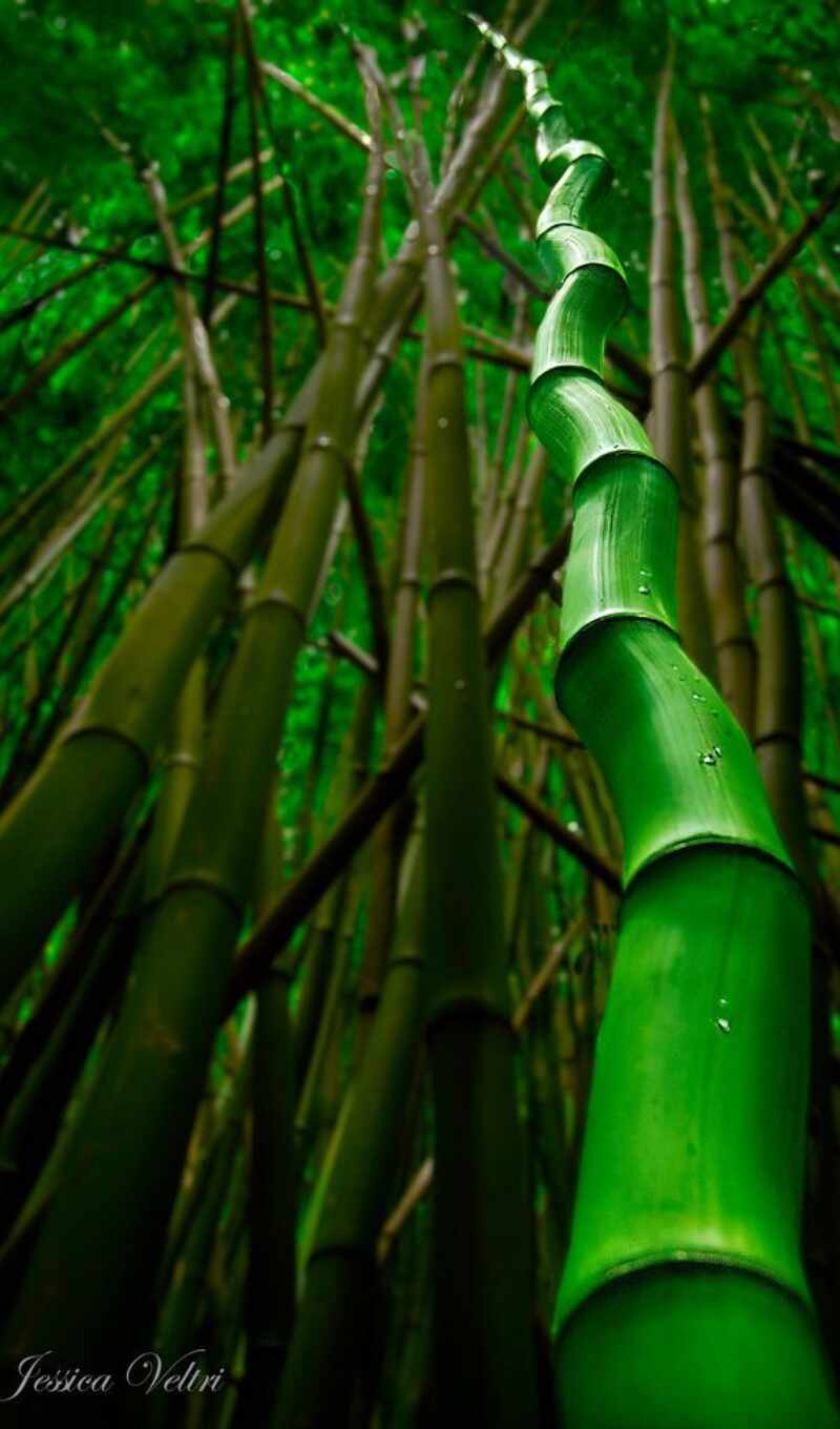 растение, бамбук