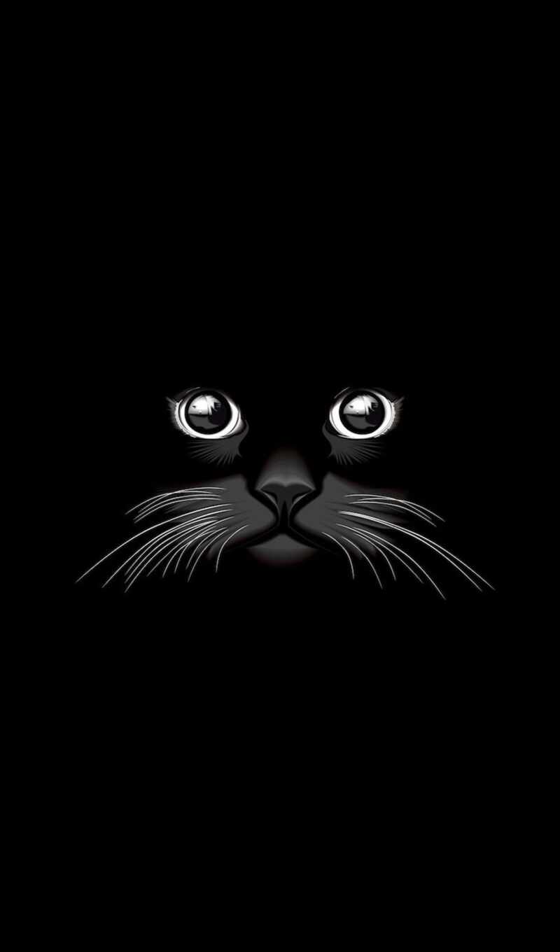 black, free, graphics, vector, graphic, cat, illustration, kitty, vectors, brainly