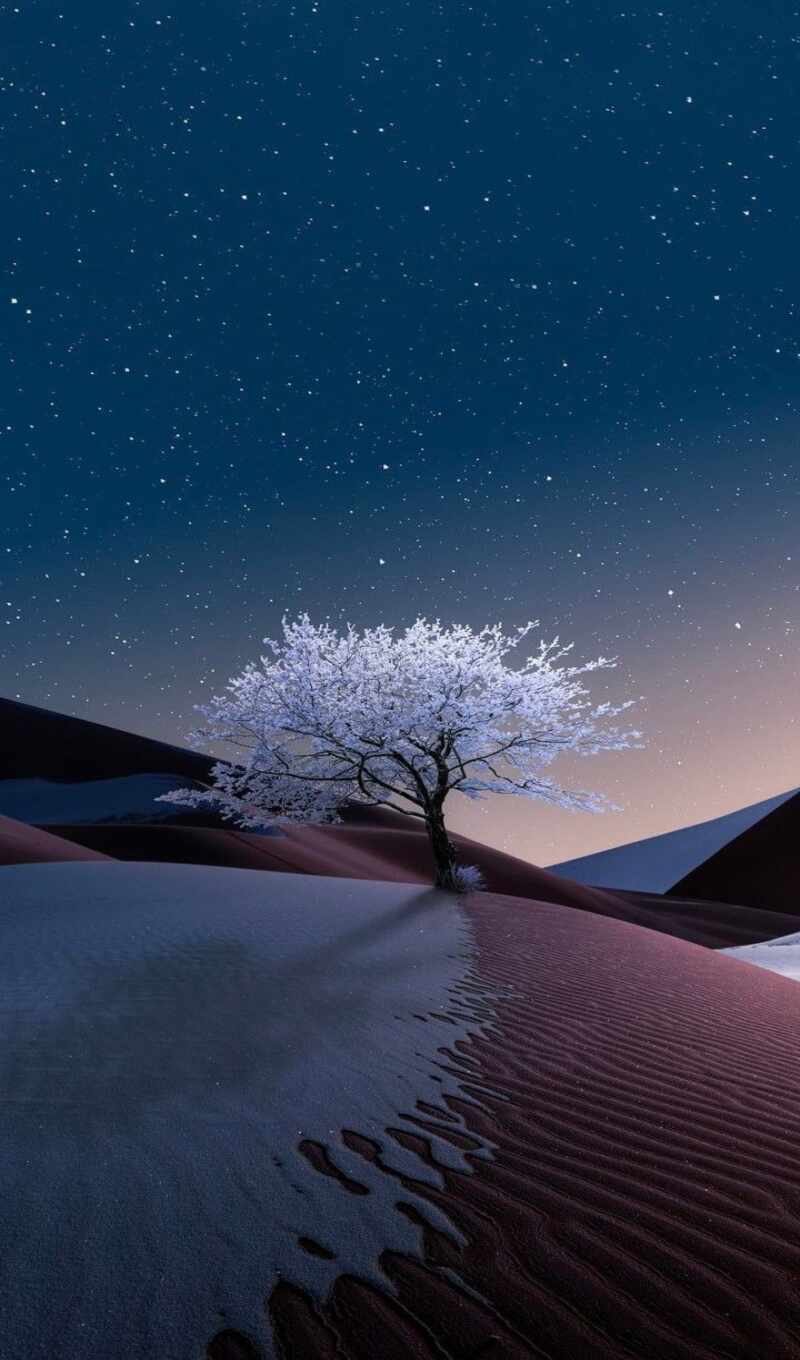 дерево, ночь, landscape, star, пустыня, dune