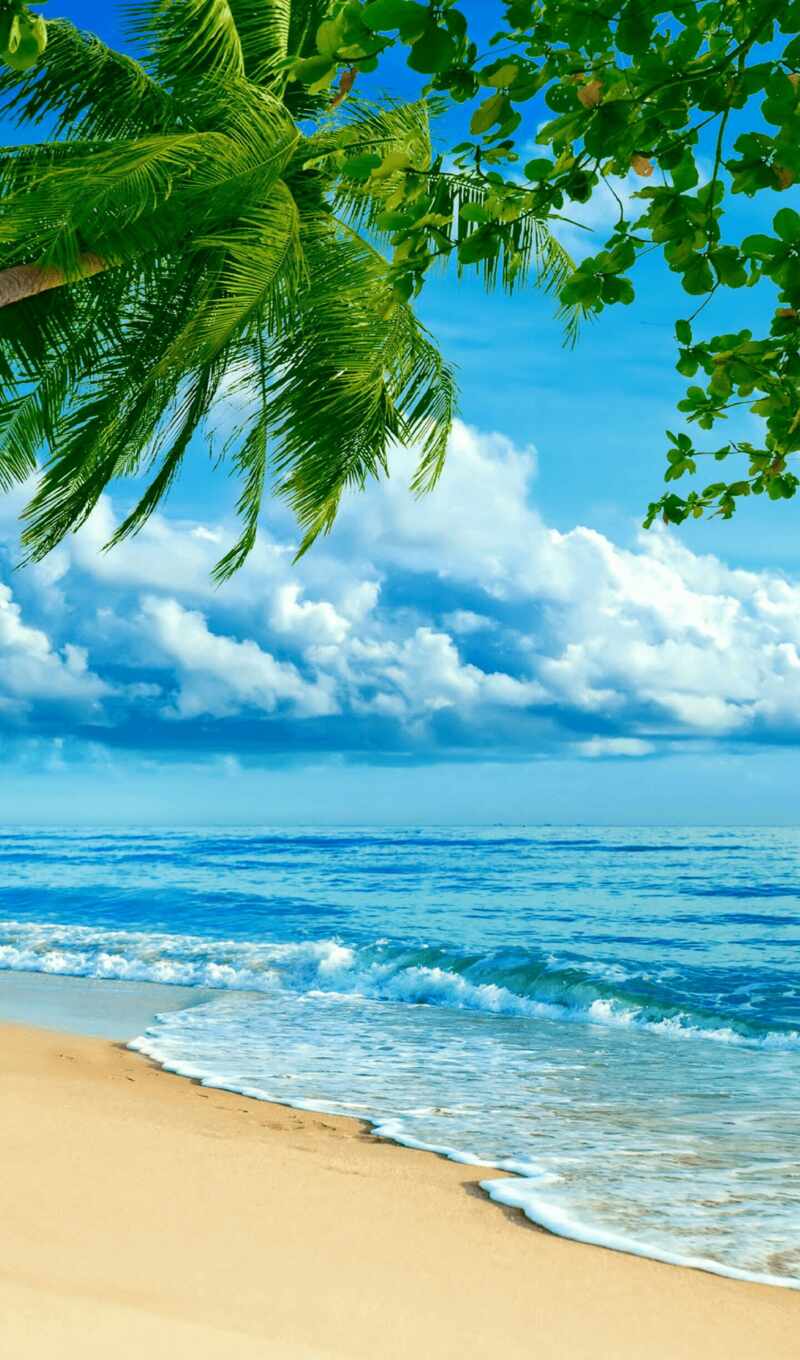 sky, beach, sea, coast, ocean, palm tree, reservoir, arecales, tropical language, caribbean, iphone x, apple iphone 5, apple iphone 8