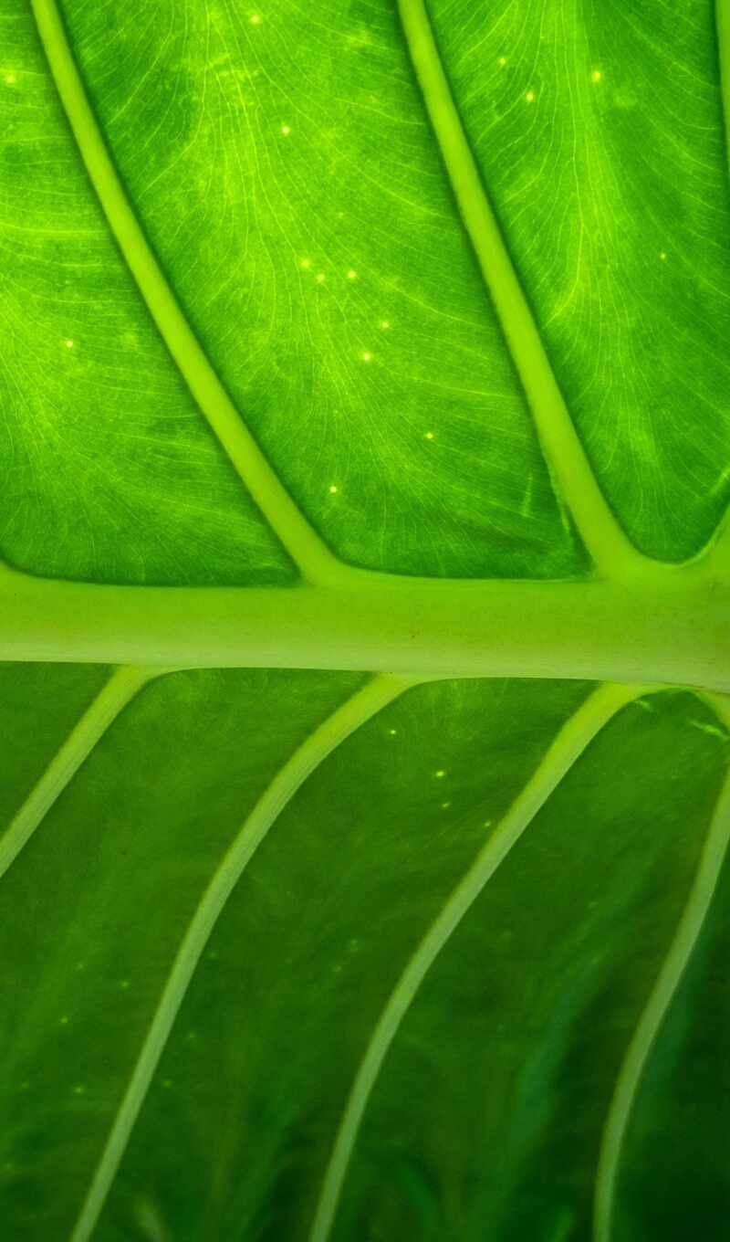 ipad, лист, текстура, зелёный, air, мини, растение, parallax