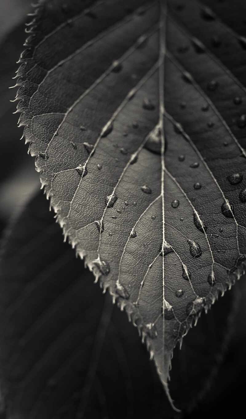 black, white, сегодня, leaf