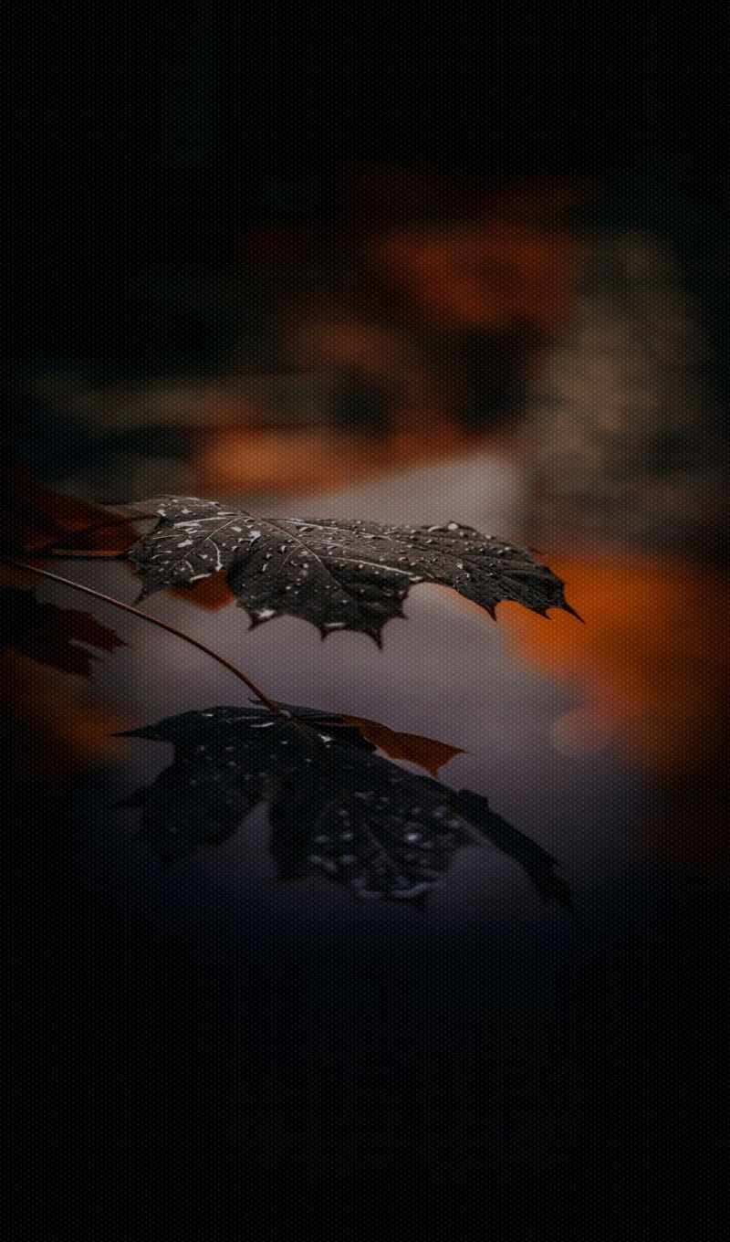 water, там, столик, leaf, сидя