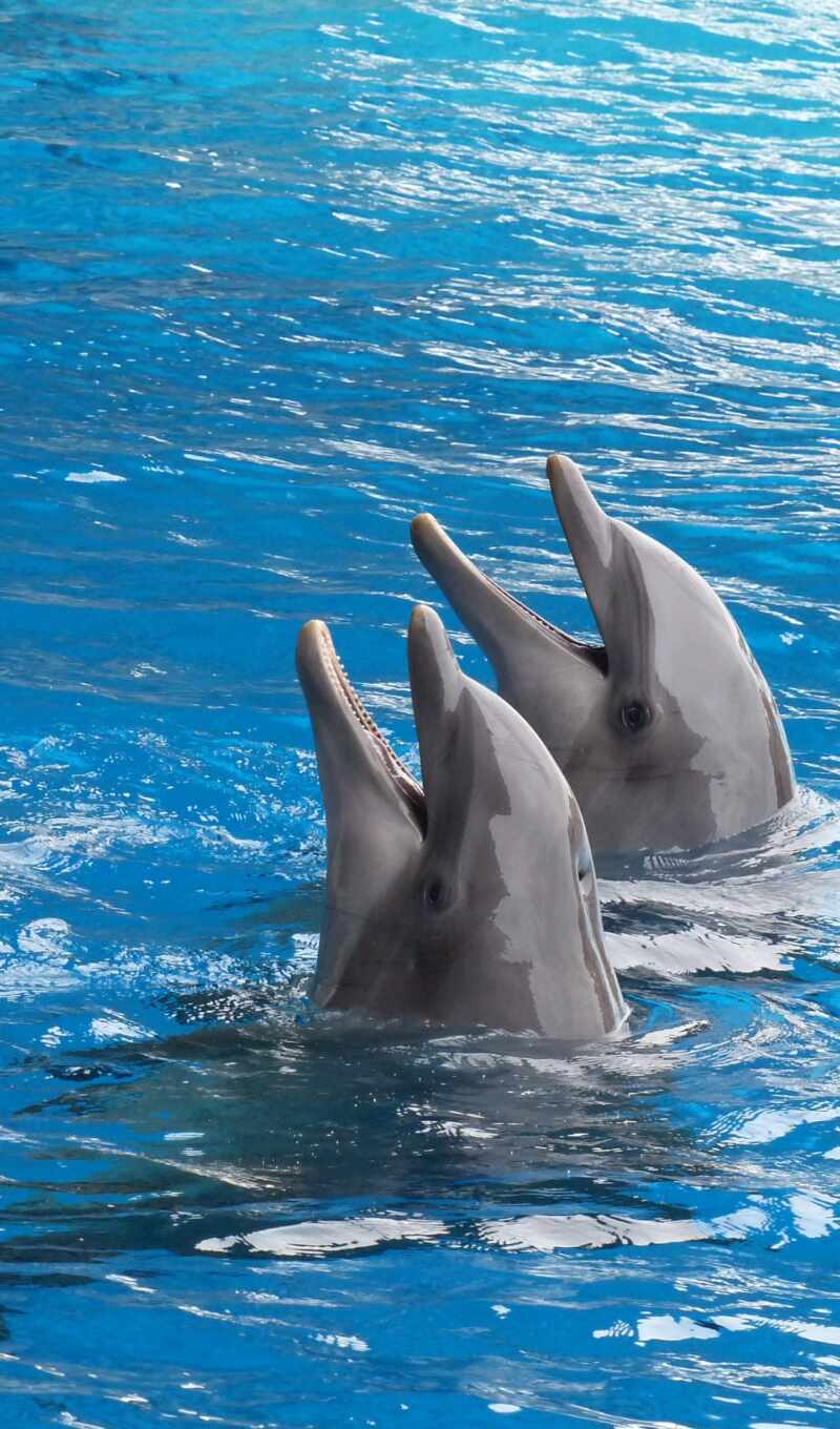 дельфин, семья, bottlenose, common