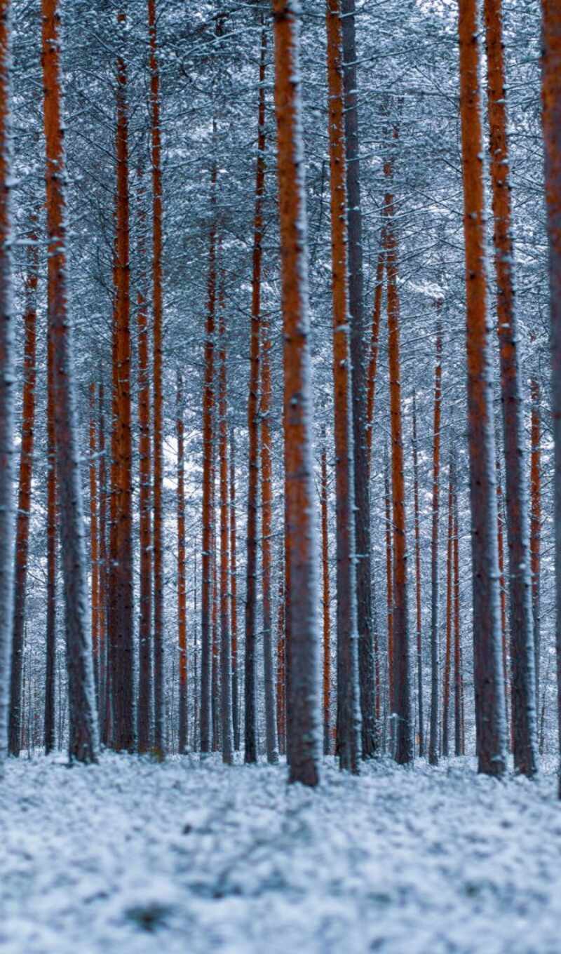 high, tree, snow, winter, forest, minimalism, contour, adobe, fore