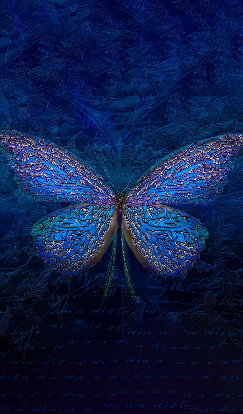 blue, butterfly, insect, azure, symmetry, invertebrate, prayers and butterflies