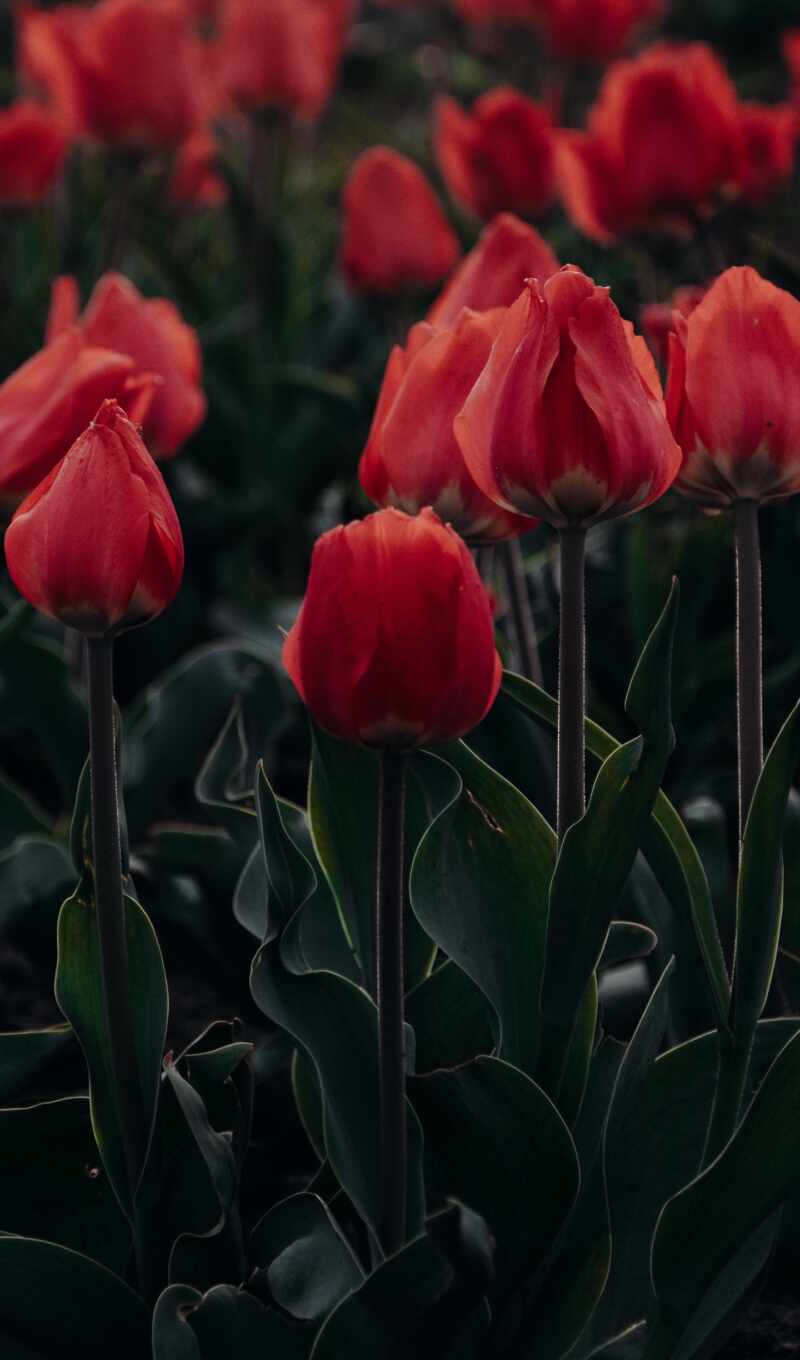 wild, tulip