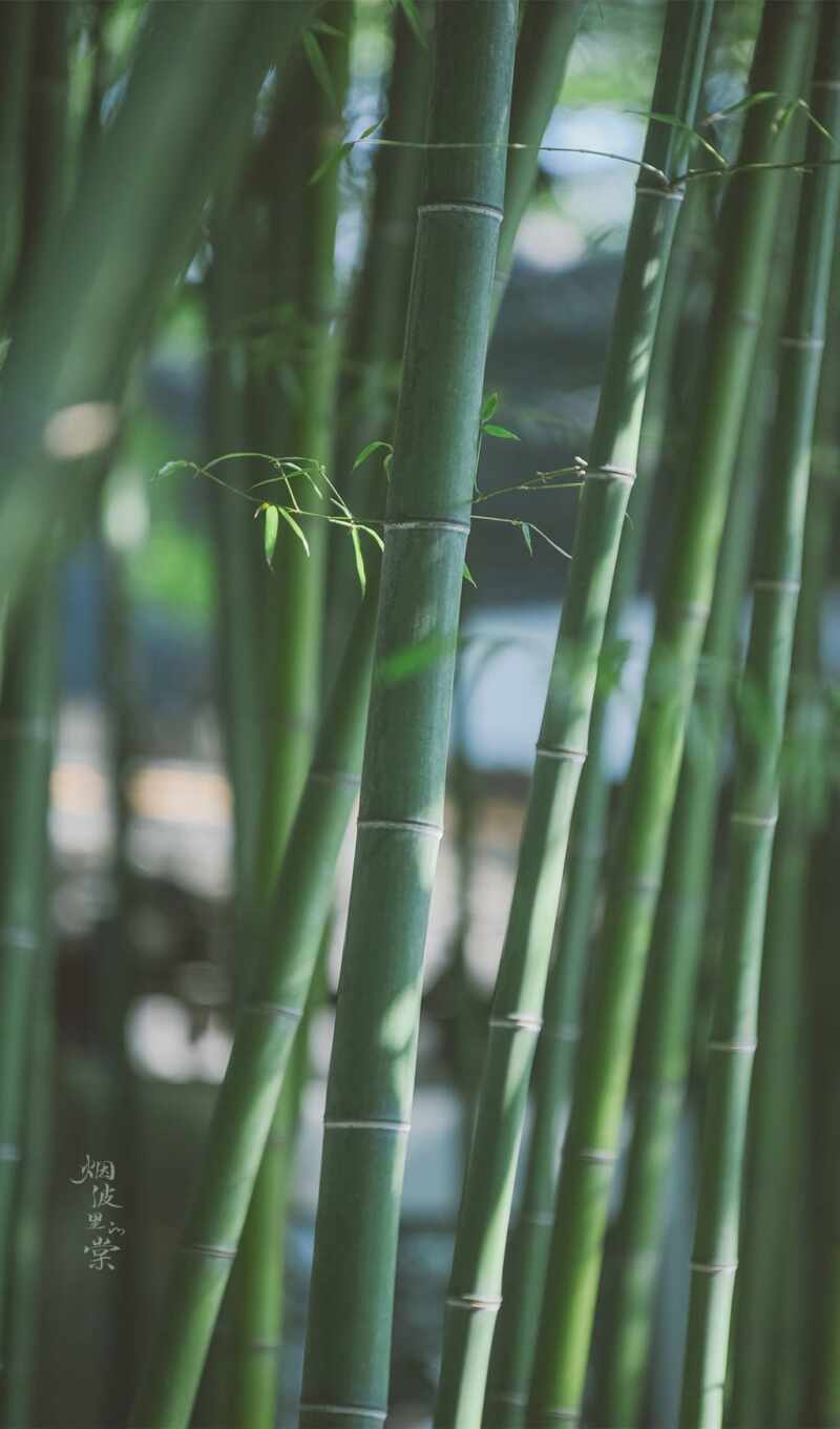 доска, garden, бамбук, concept, công, heim