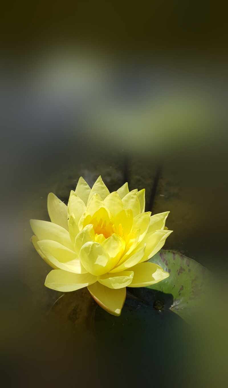 lotus, nucifera