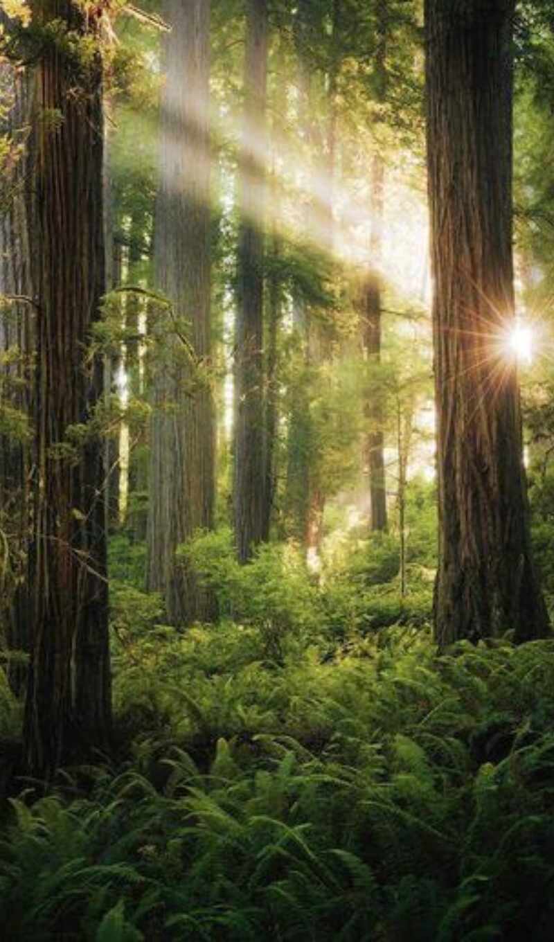 лес, wood, гоблин