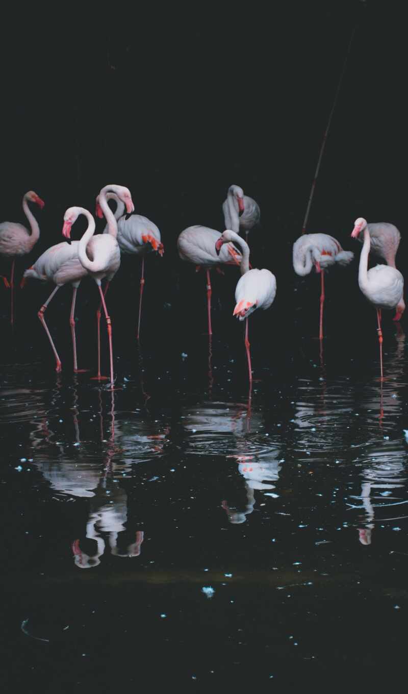 flamingo, greater