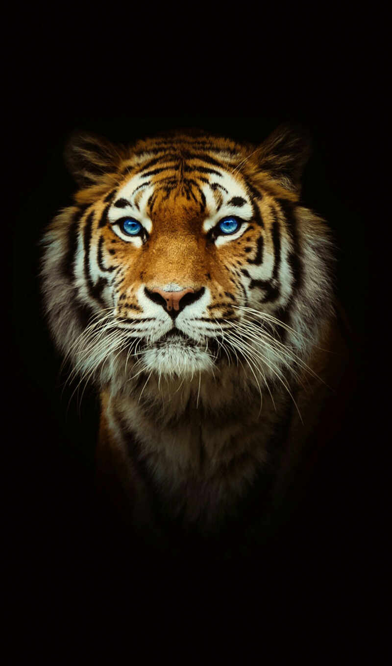 photo, cat, big, tiger, animals, pinterest, tigers