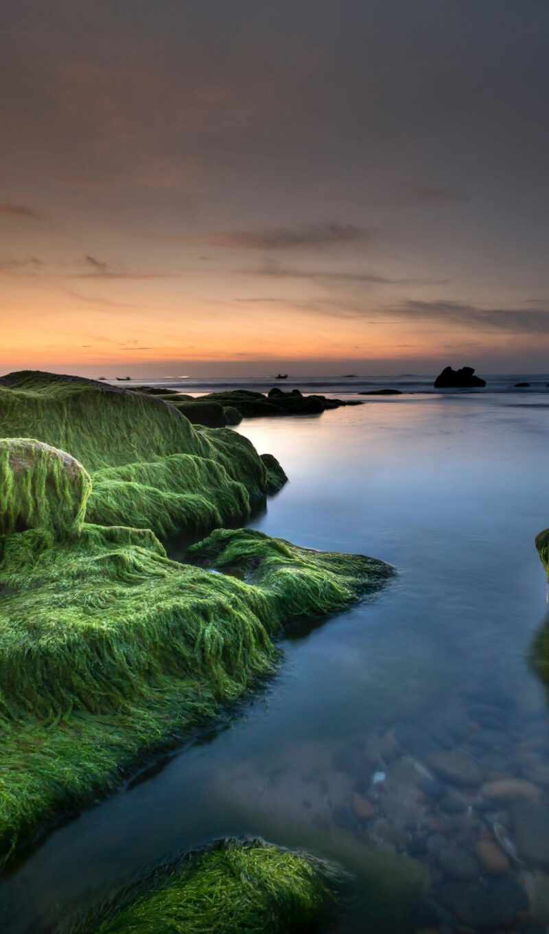 природа, фото, закат, water, rock, море, gallery, мох, побережье, rare, seaweed