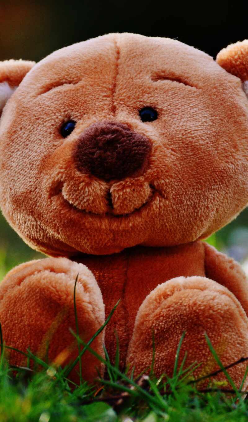 bear, teddy
