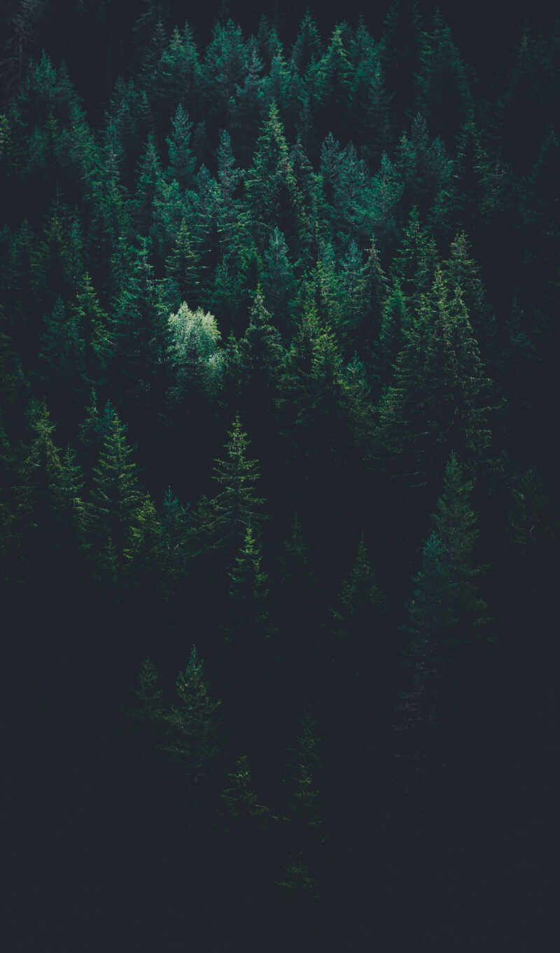 forest, darkness