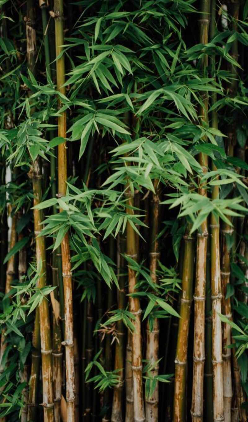 plant, bamboo