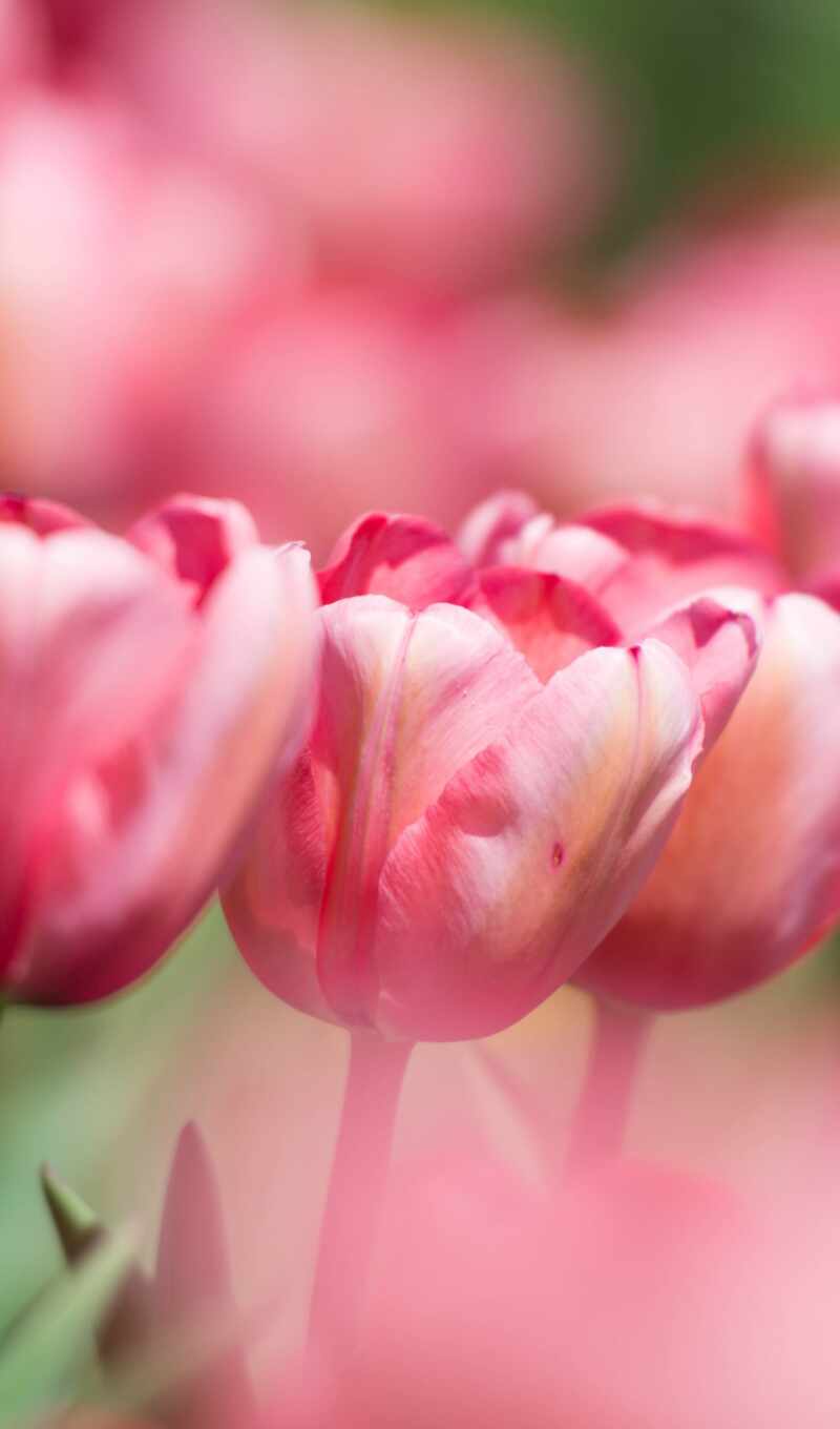 power, have, will, tulip, bright, before, to you, strength, give, To know