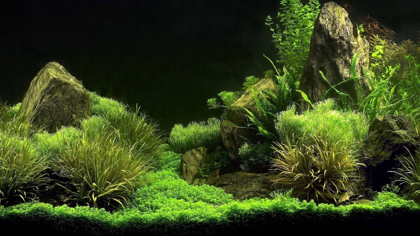 Oboi Akvarium Fon Fish Razdel Priroda Razmer 2560x1600 Wide Skachat Besplatno Kartinku Na Rabochij Stol I Telefon