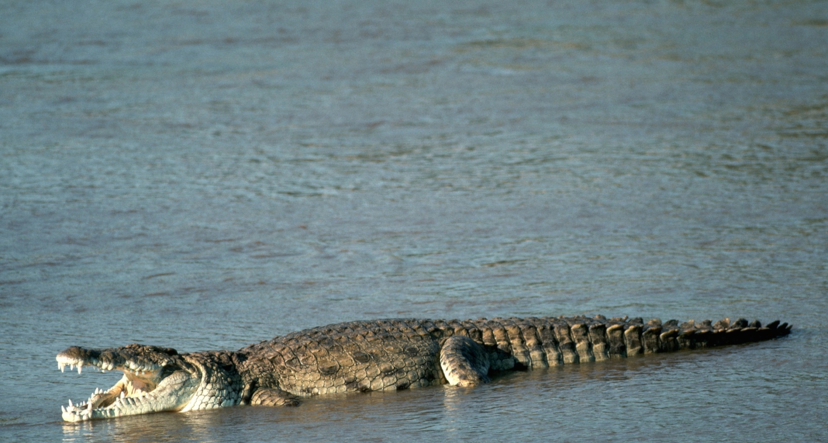 Фото Крокодила В Хорошем Качестве