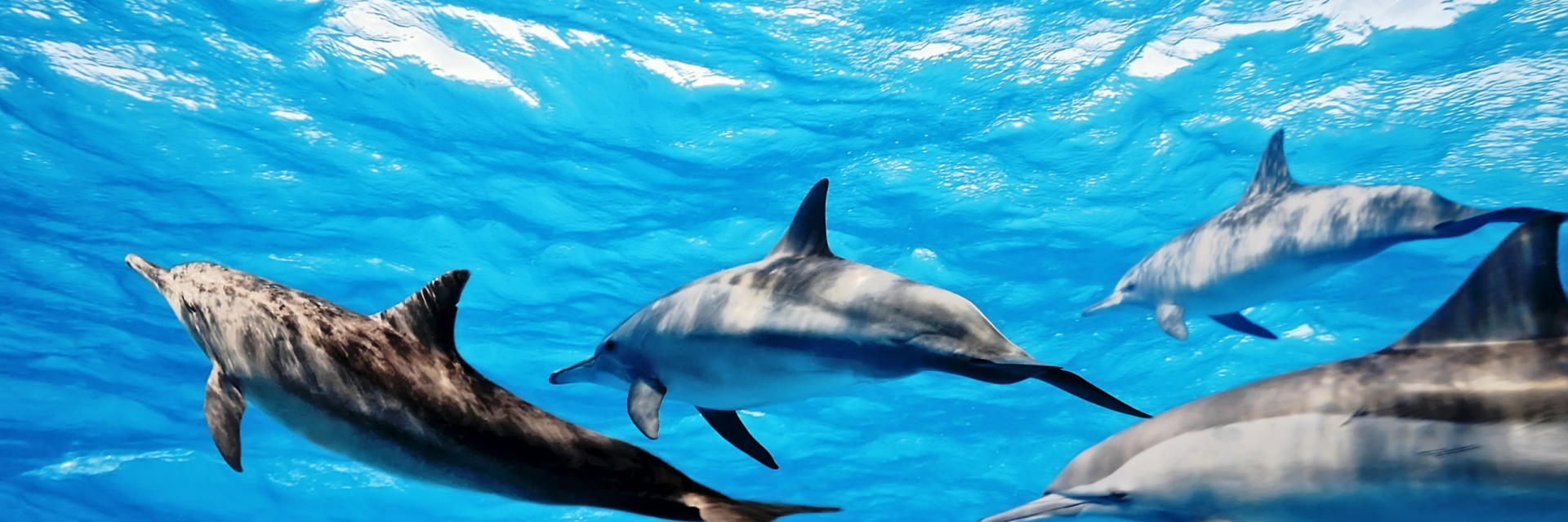 Остров голубых дельфинов. Бывают синие дельфины. Остров голубого дельфина, Панама. Скорость дельфина в воде