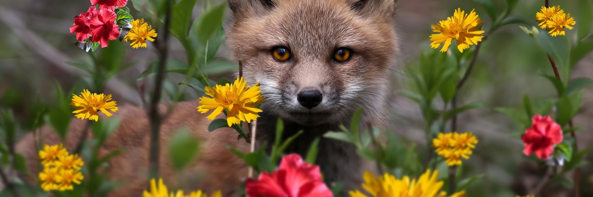 Flower foxes. Лиса. Природа цветы. Милая лиса в цветах.