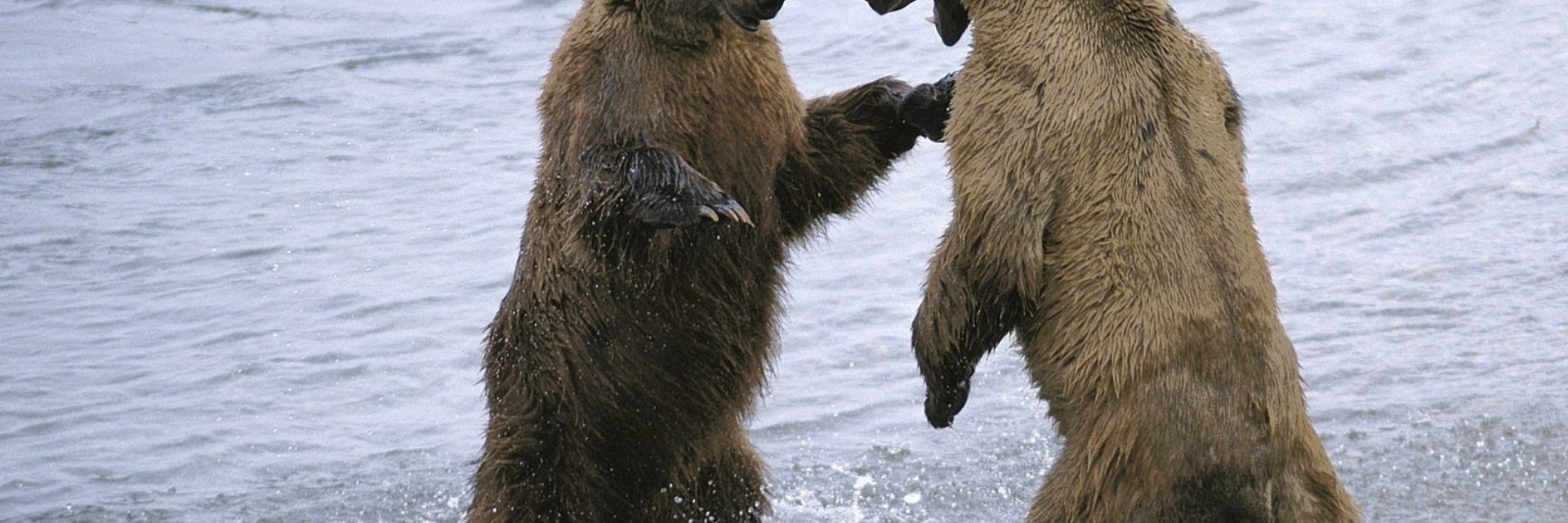 Два медведя обнимаются в воде. Два медведя дают друг другу пять. Bears 2 shop