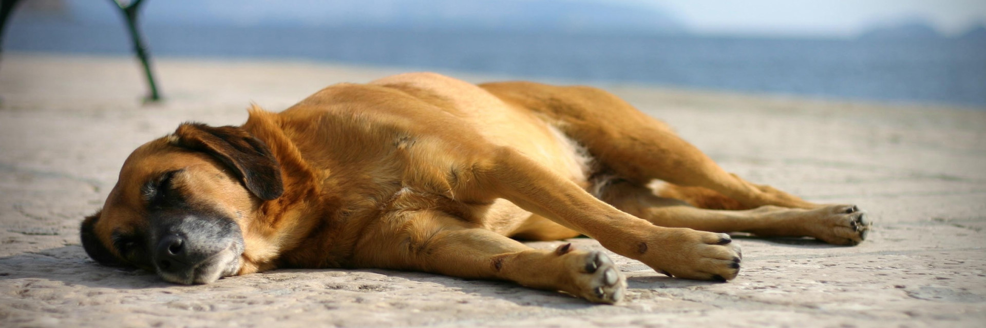 К чему снится собака умирает во сне. Собака лежит на животе. Собака лежит фото. Пес в песке.