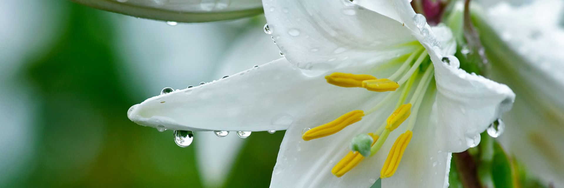 Белые лилии в каплях дождя