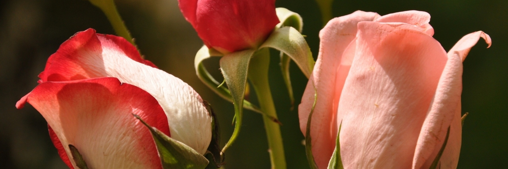Розы без цензуры. Красный цветок. Розовые бутоны роз фото узкие. Розовые бутоны фото узкие.