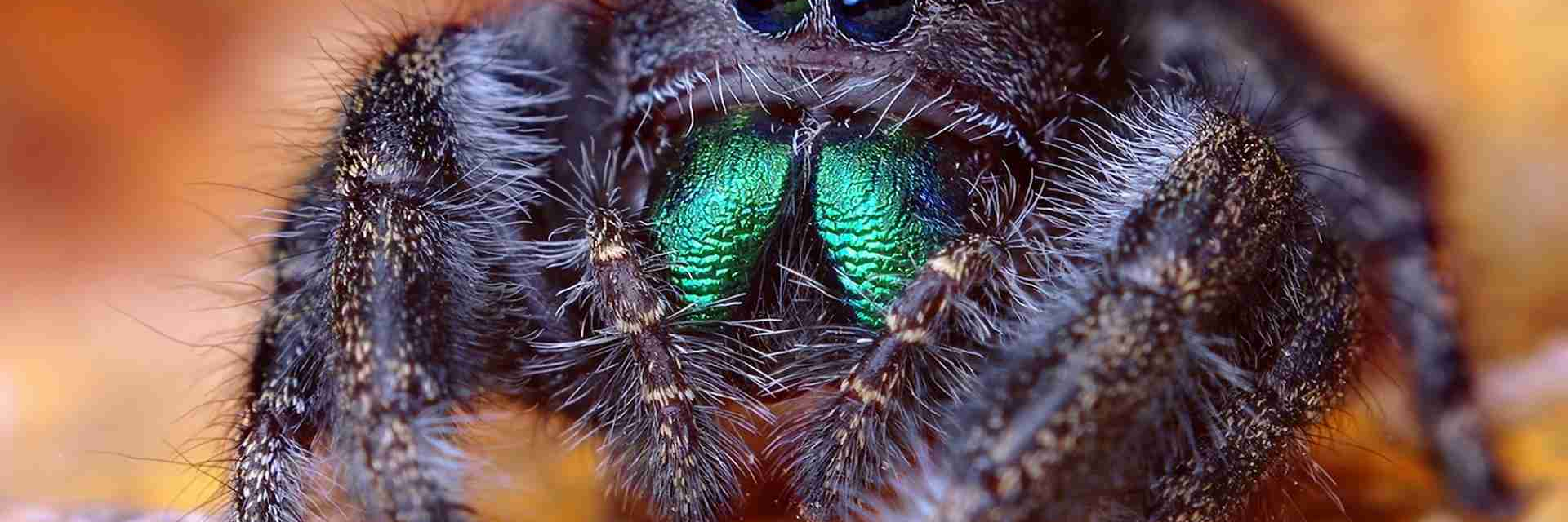 У пауков прикрепленный образ жизни. Паук Тарантул. Phidippus Audax. Насекомые паук птицеед. Паук Тарантул глаза.