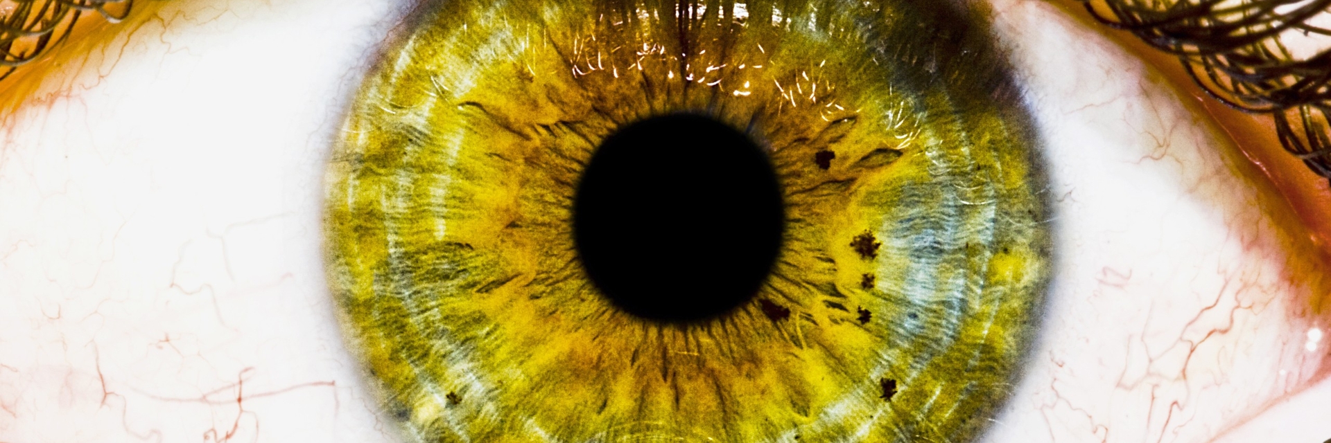 Описание желтых глаз. Зрачок глаза PNG. Коричневые ресницы на глазах.