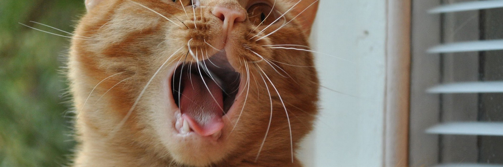 Звуки животных котов. Смешные звуки. Котики. Смешные смешные звуки. Смешные звуки смешные звуки.