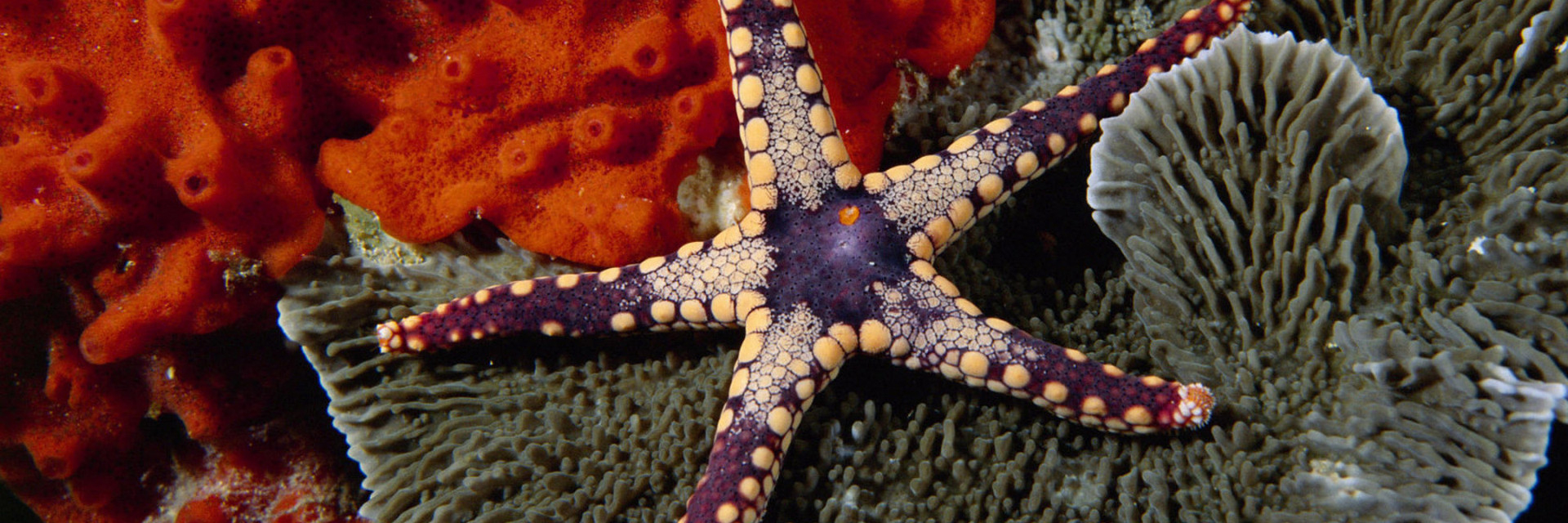 Морские звезды в каких морях. Морская звезда. Огромная морская звезда. Королевская морская звезда. Синяя морская звезда.
