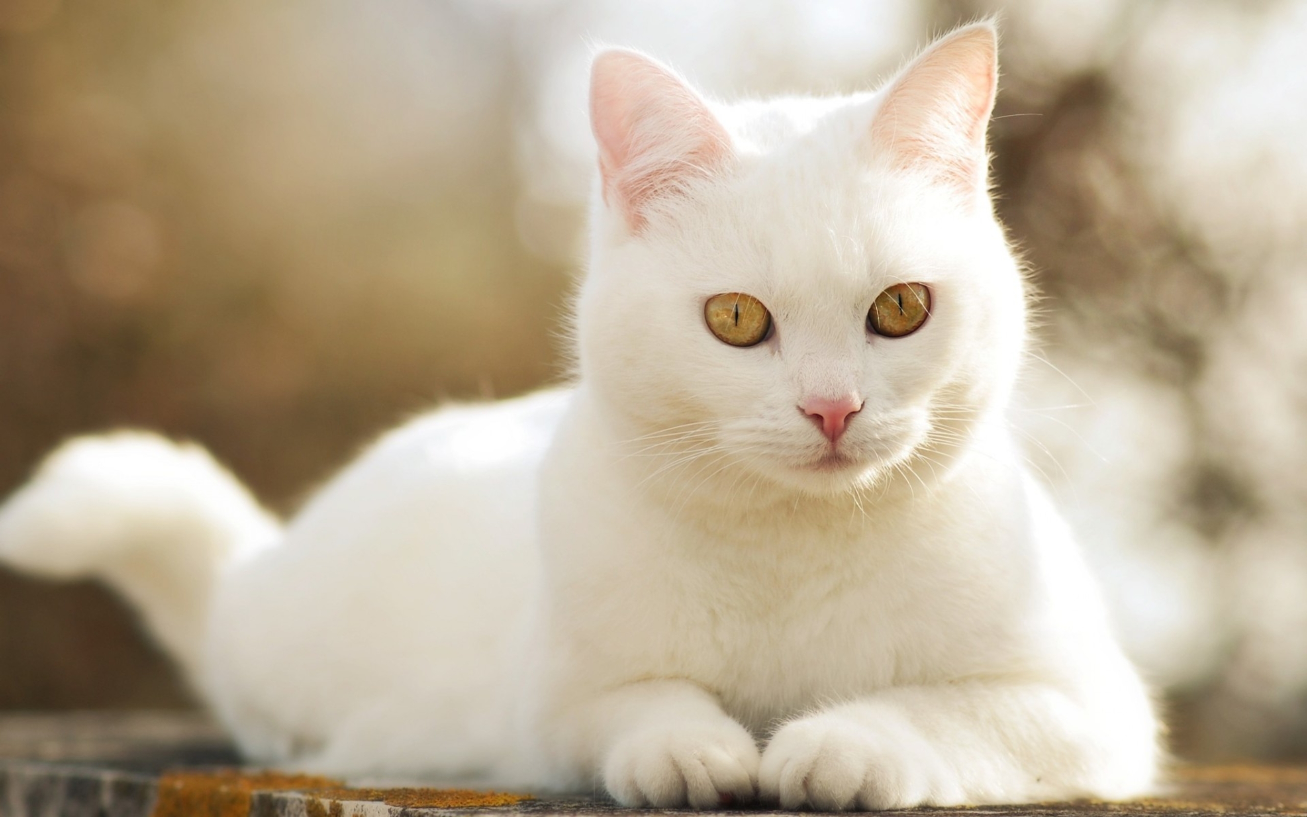 White cat. Као-мани, тайская Королевская порода. Порода кошек као мани. Као мани с желтыми глазами. Белая кошка као мани.