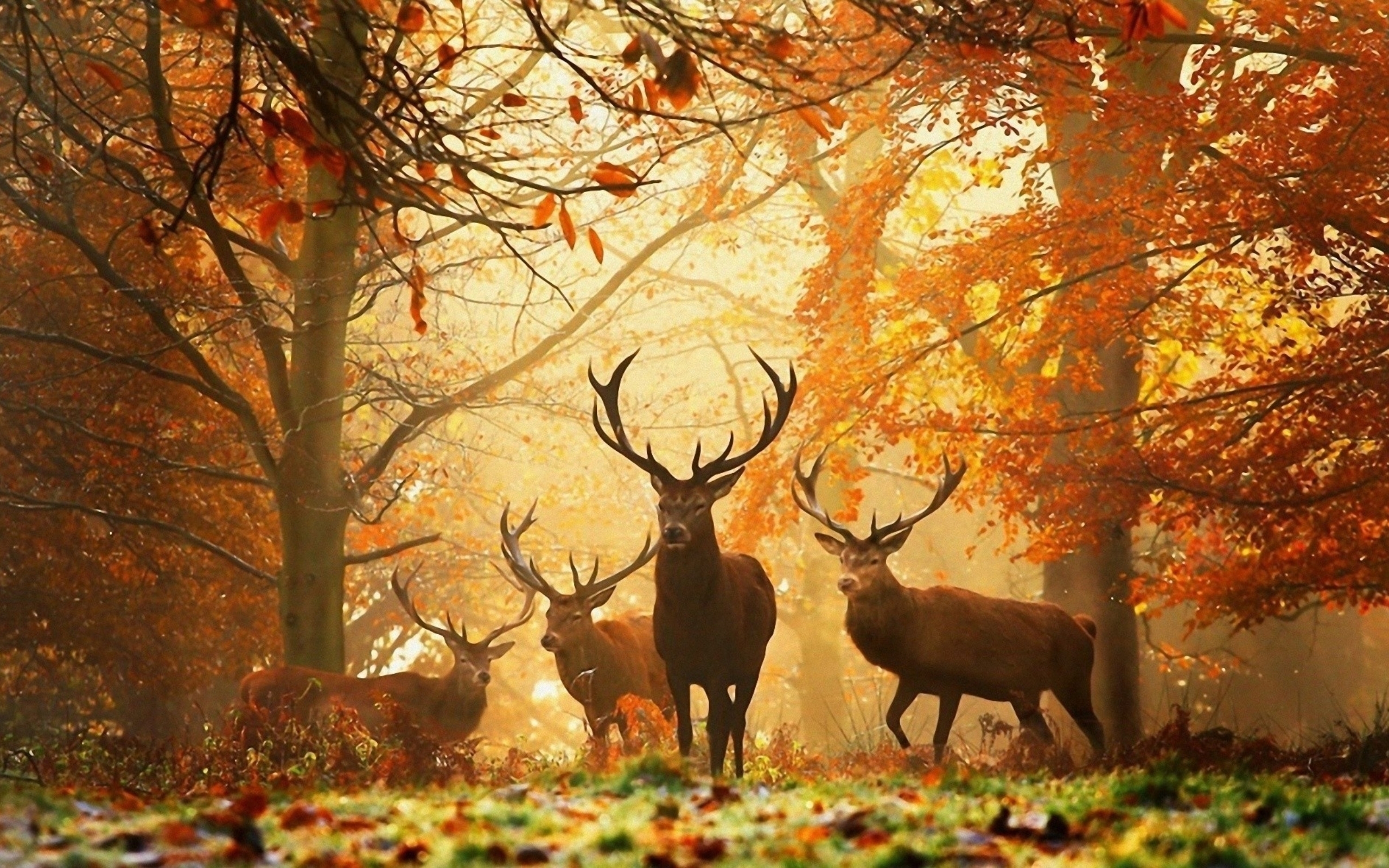 Красивые Фото Осени Природа Животные