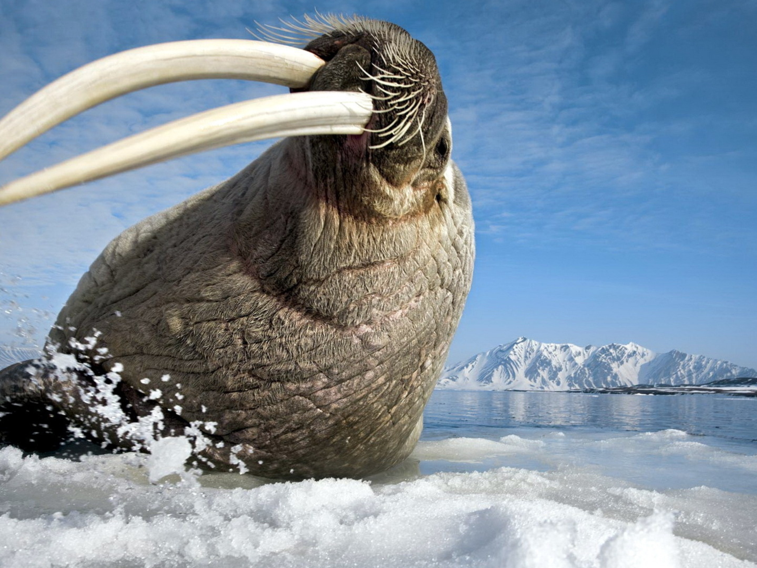 Животные Антарктики Фото С Названиями