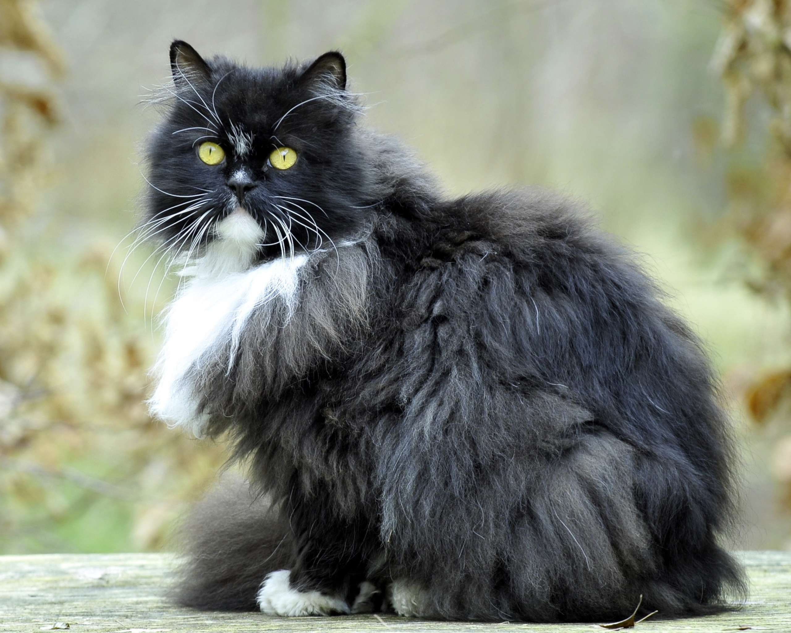 Коротко и длинношерстные кошки. Персидская Сибирская длинношерстная черный. Сибирская дымчатая длинношерстная. Сибирская длинношерстная кошка черная. Длинношерстная Британская кошка черная.