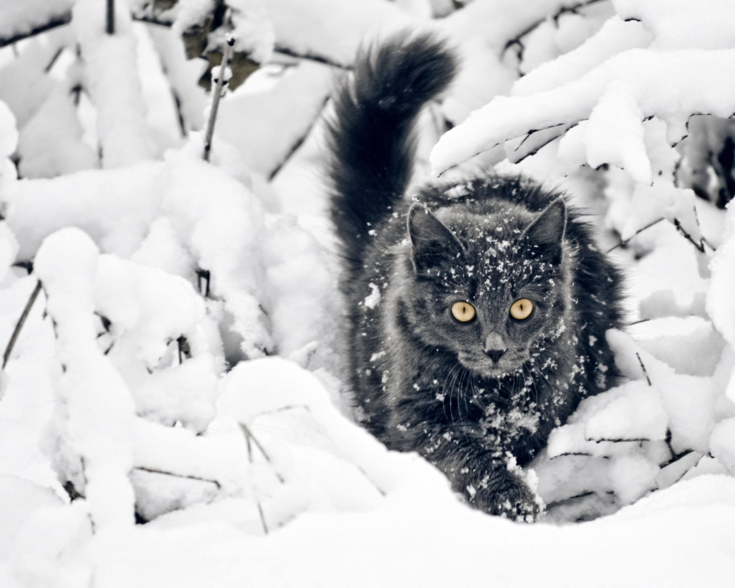 Красивый кот зимой