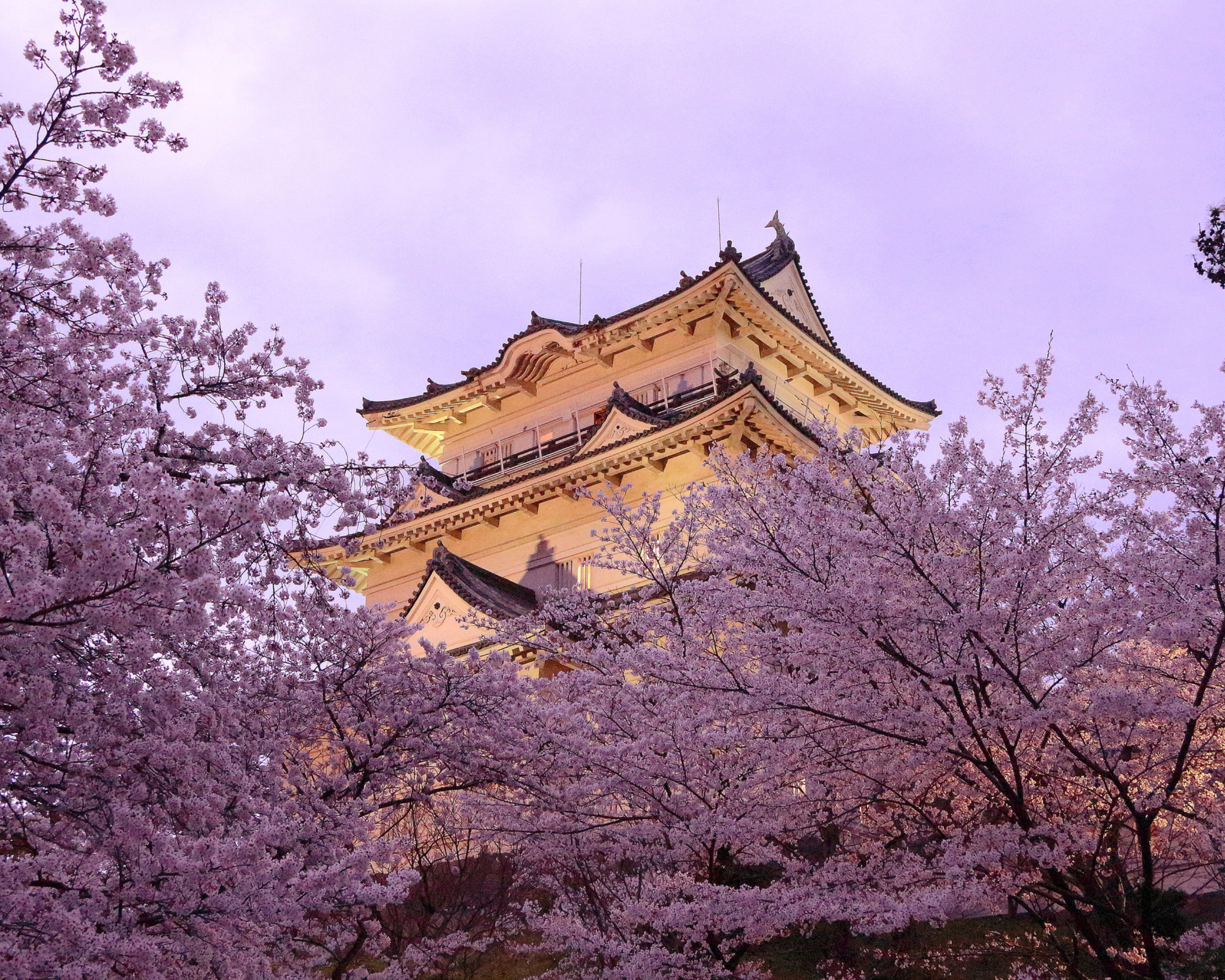 Япония сакура. Японская пагода Цветущая Сакура. Киото цветение Сакуры. Киото храм Сакура. Цветущая Сакура Киото.