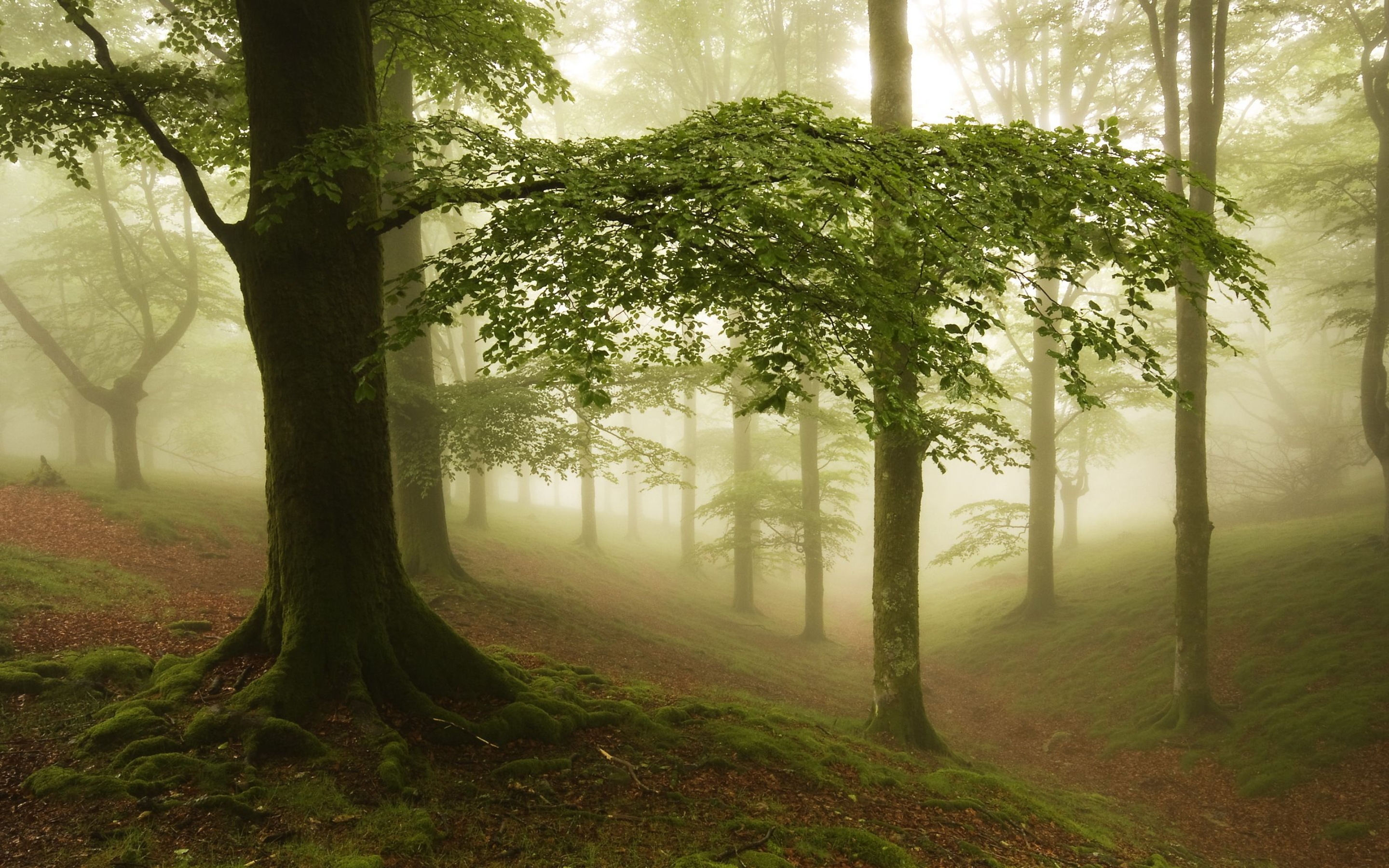 Вдали видны деревья. Деревья в лесу. Деревья в тумане. Лес в тумане. Природа лес.
