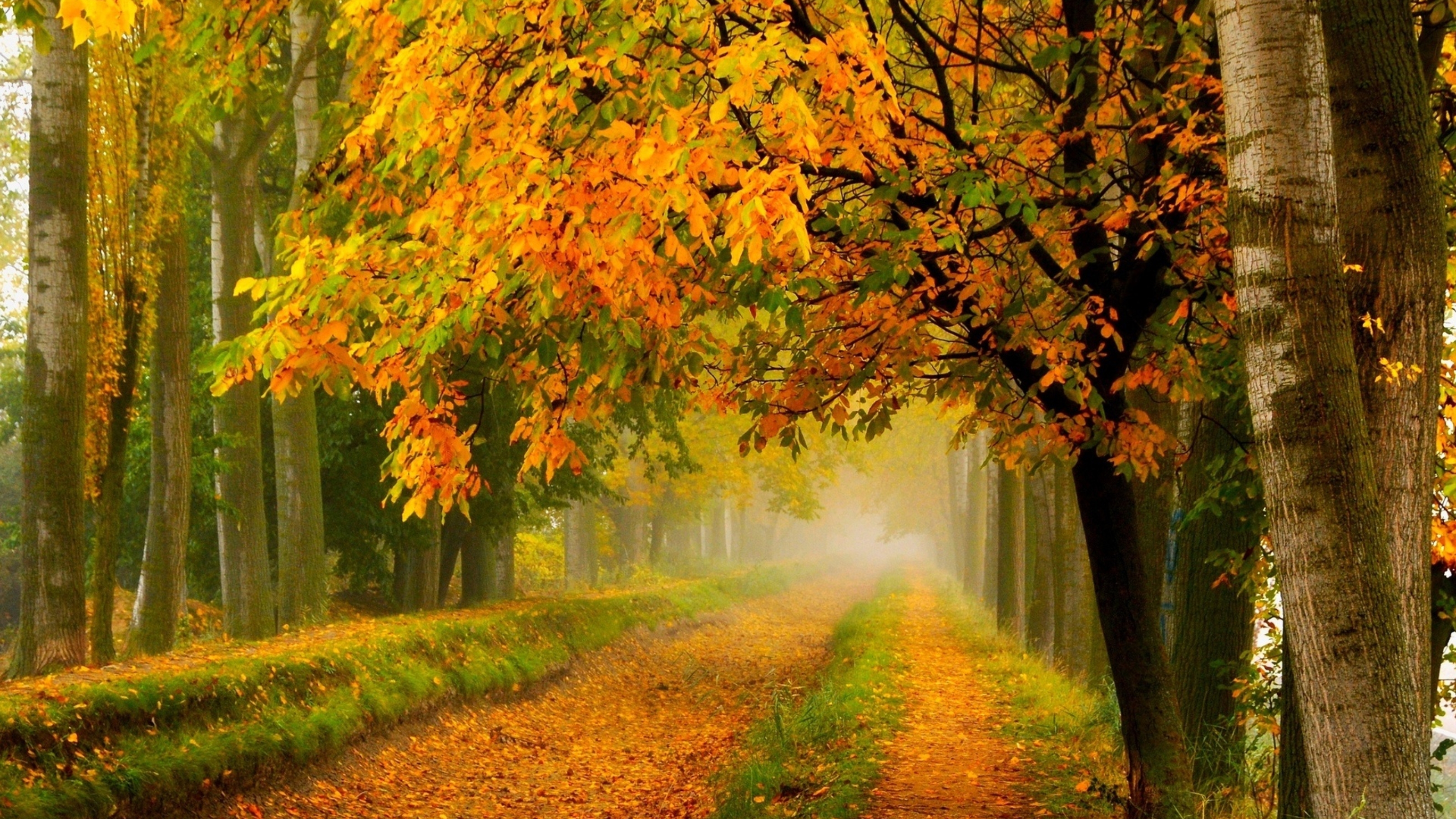 Осень Коллекция Фото