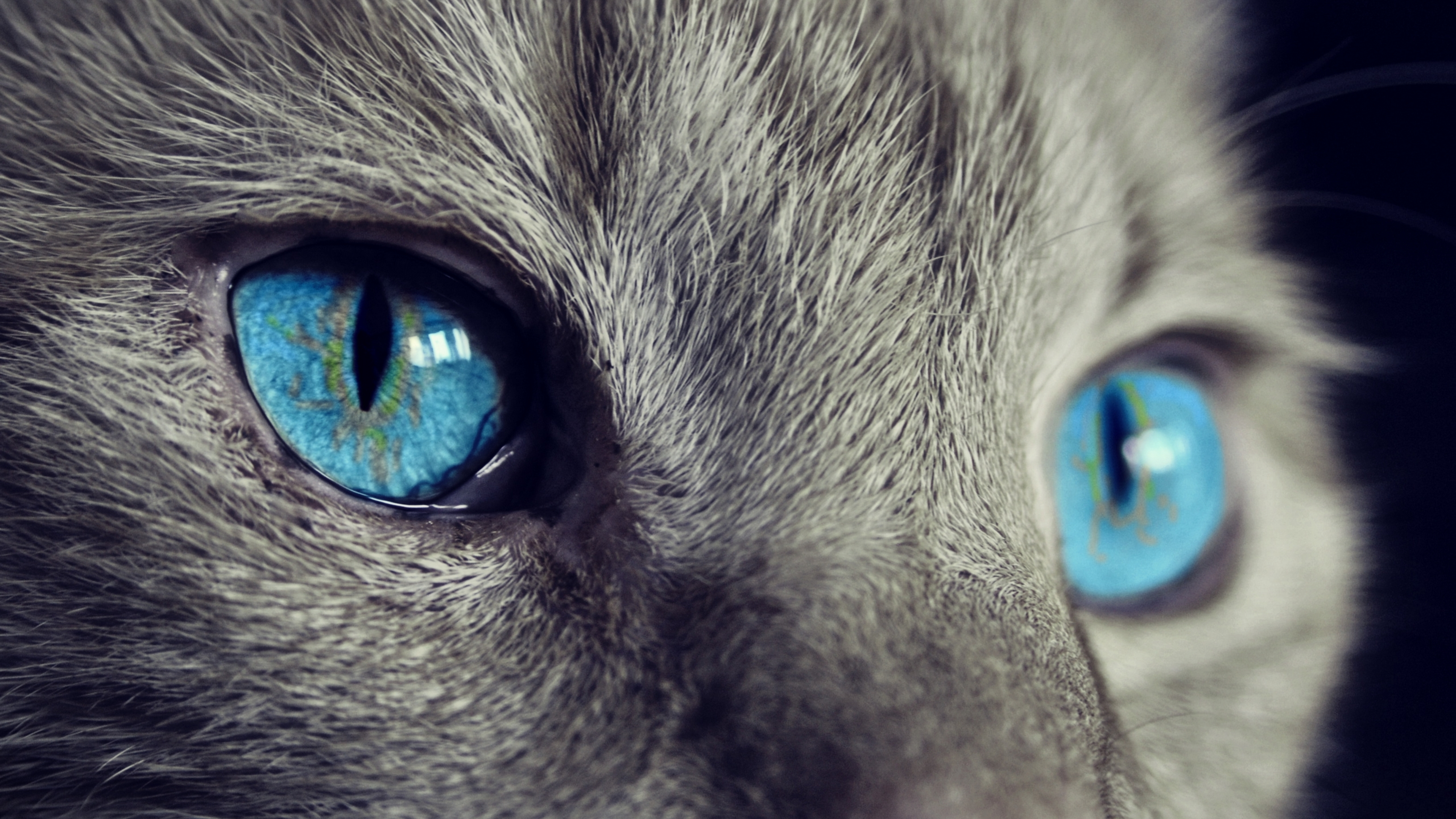 Обои глаз, blue, кот, раздел Животные, размер 2560x1600 Wide - скачать  бесплатно картинку на рабочий стол и телефон