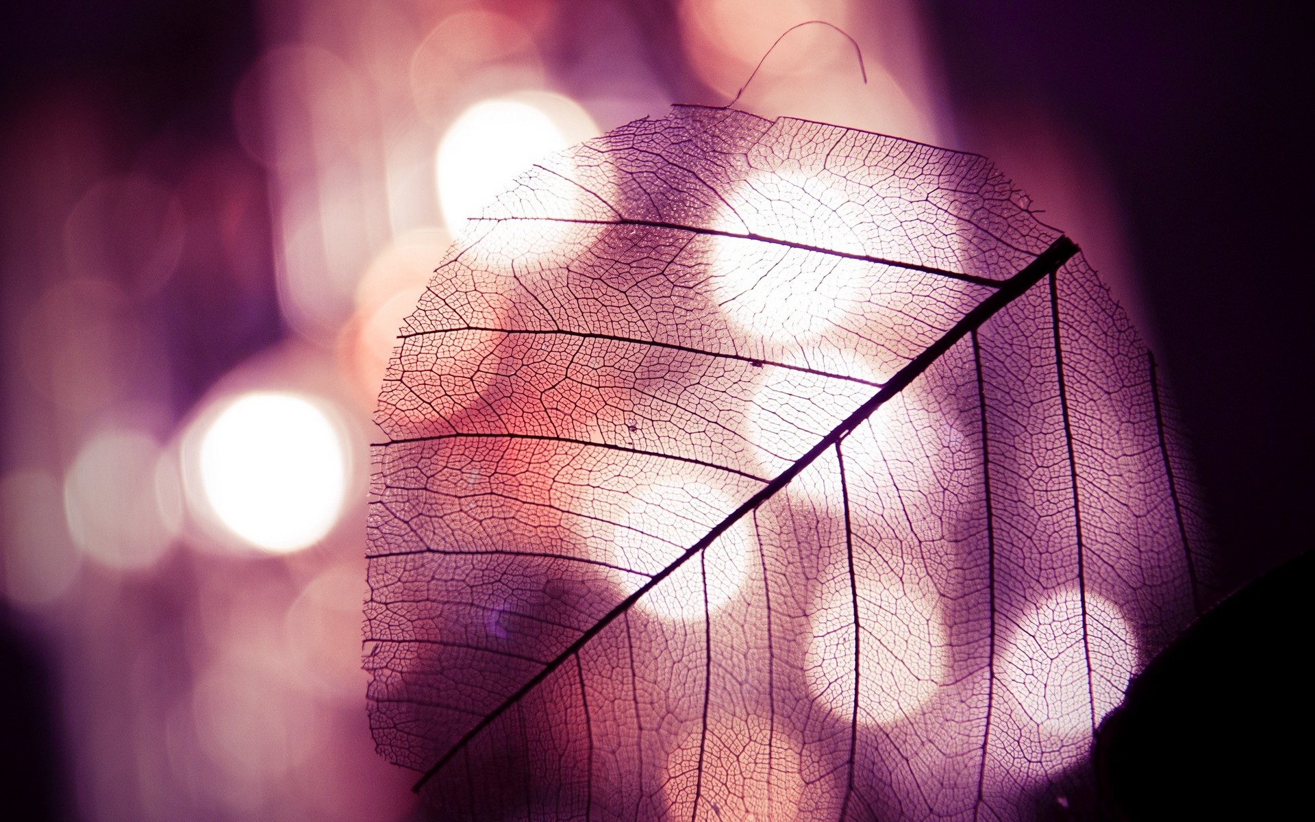 лист, премия, фото