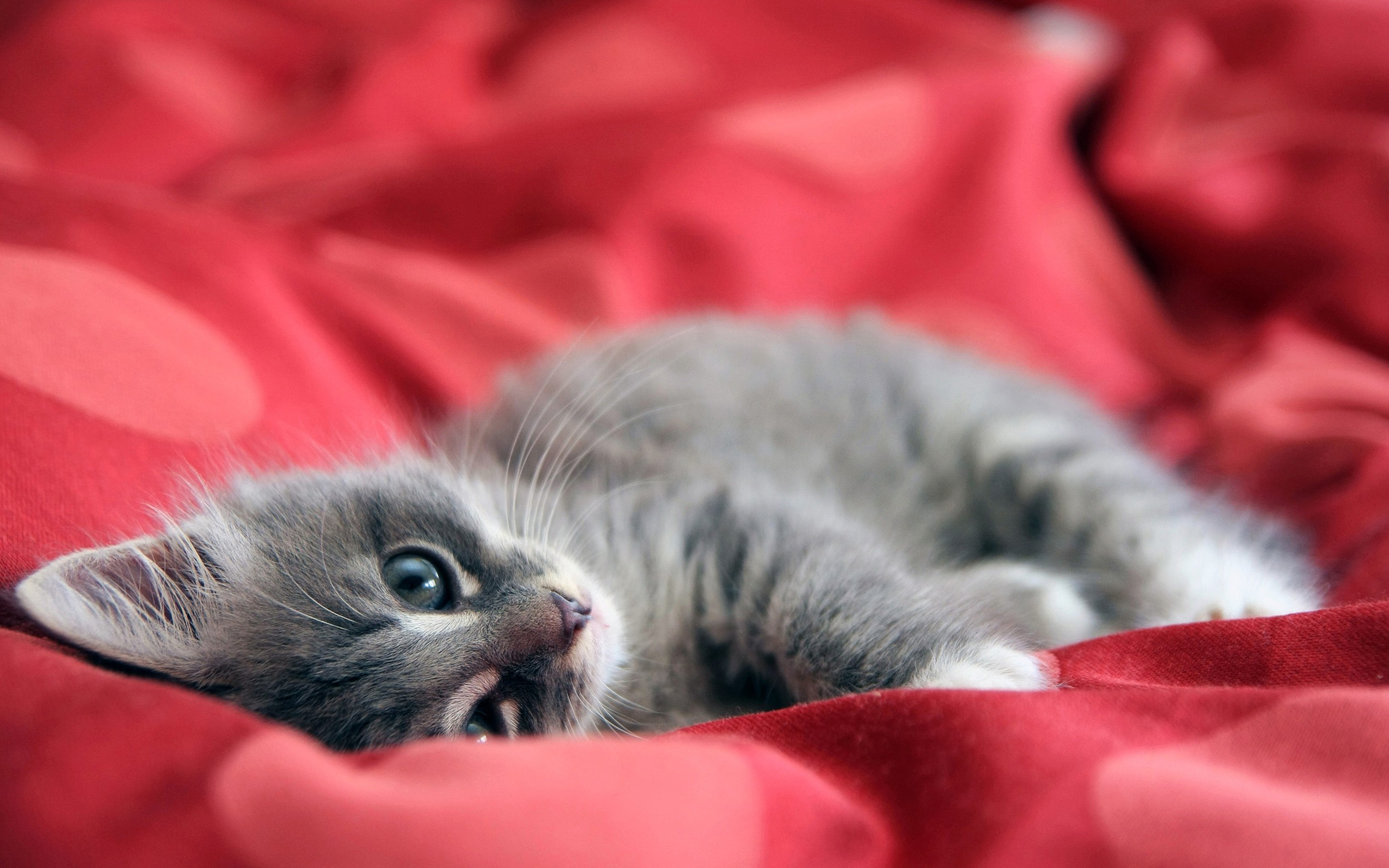 серый кот голубые глаза постель скачать