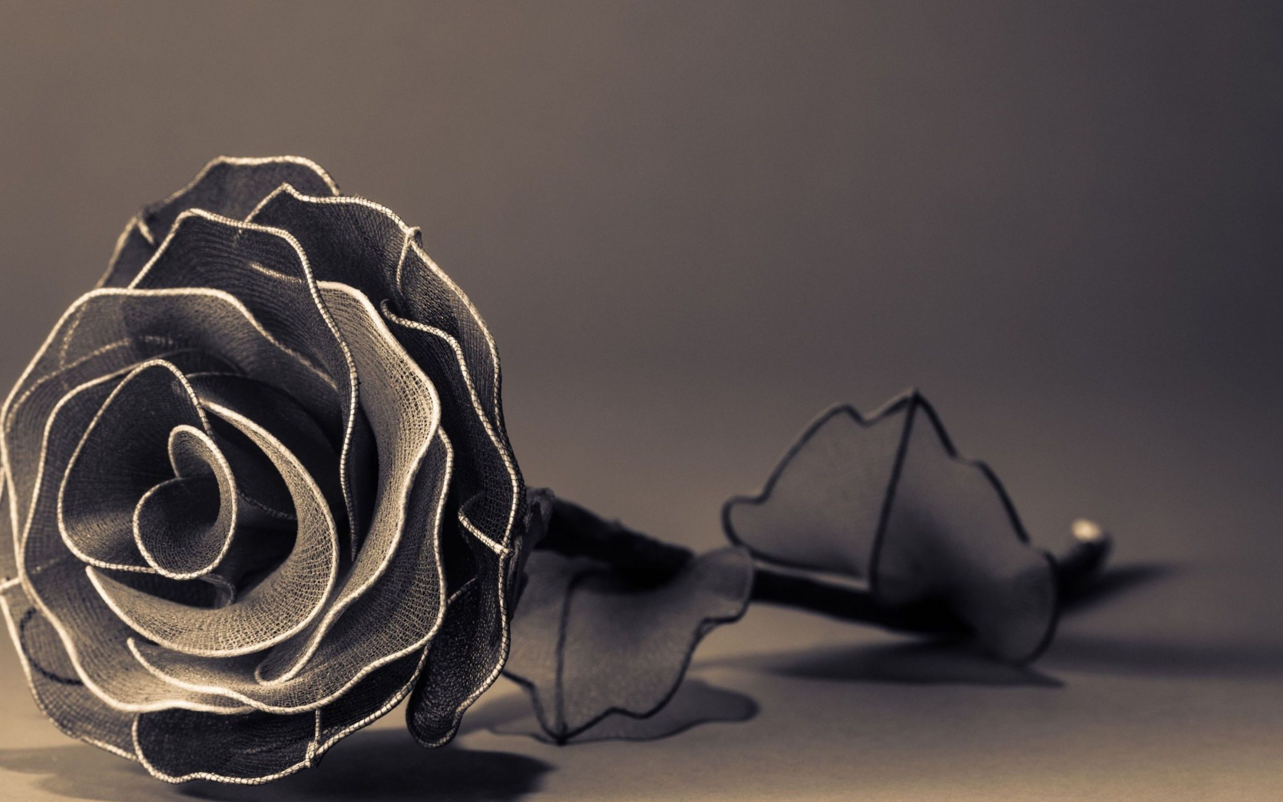 Цветок на темном фоне обои. Цветы на сером фоне. Розы на темном фоне. Цветы на черном фоне.