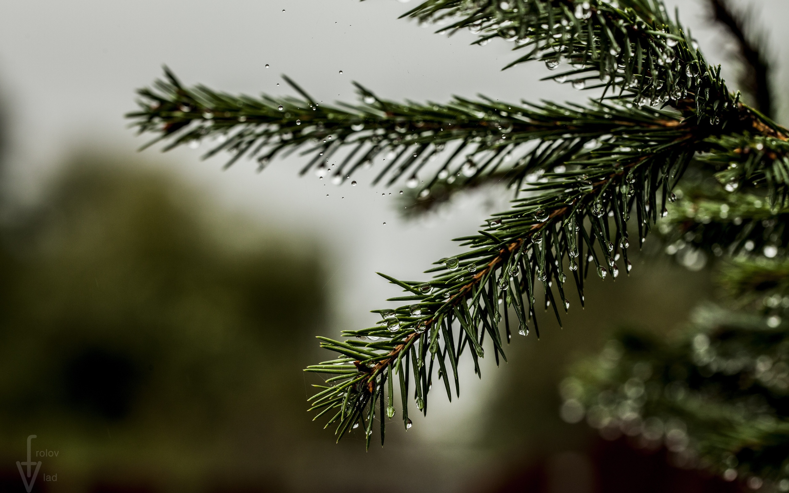 дерево, сосна, ветка