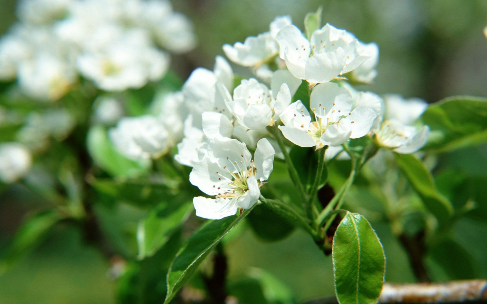 невероятные, смешанные, лесные