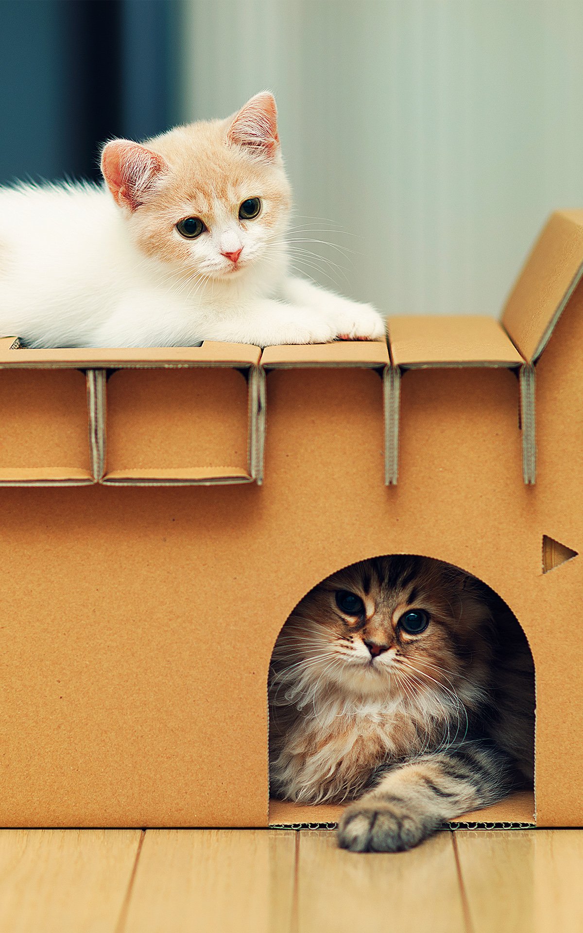 котенок, после