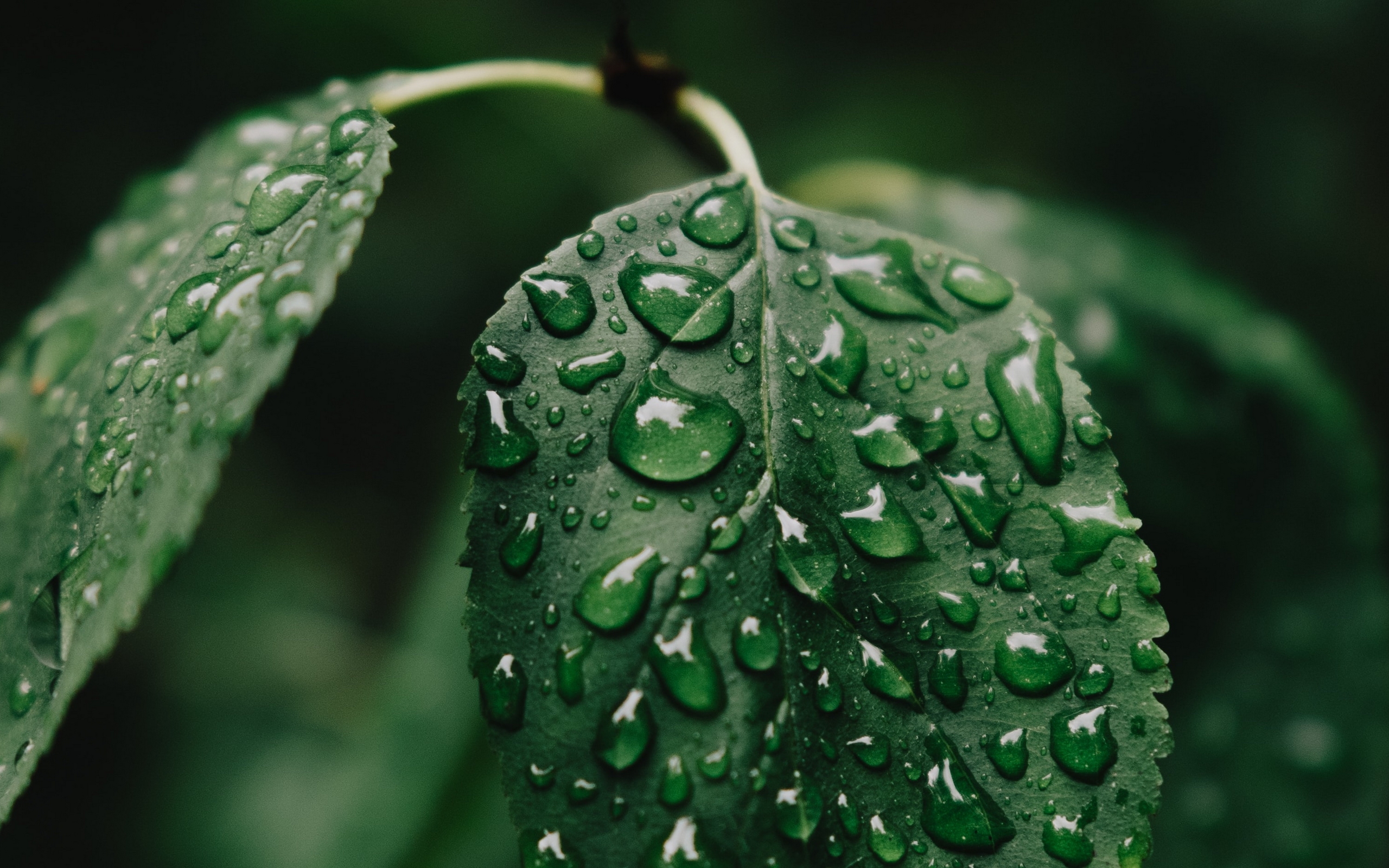 leaf, drop, растение